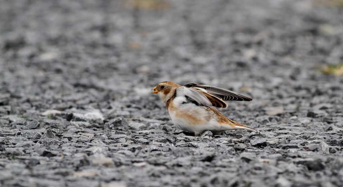 Snow Bunting - Jay McGowan