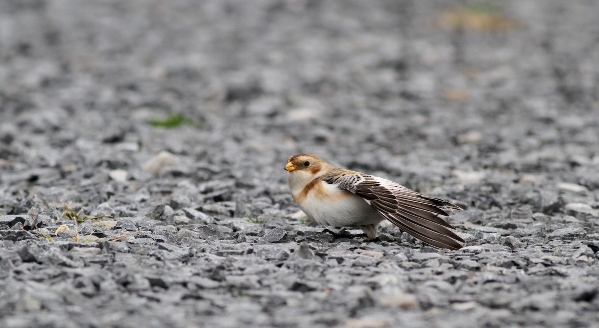 Snow Bunting - Jay McGowan