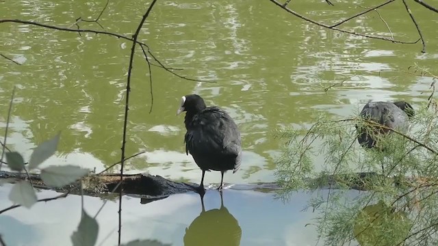 Eurasian Coot - ML211280691