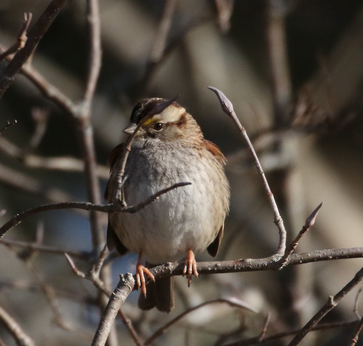 White-throated Sparrow - ML211281211