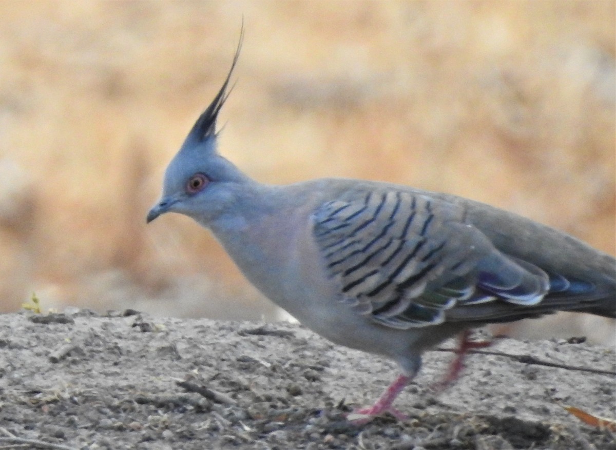 Crested Pigeon - ML211282691