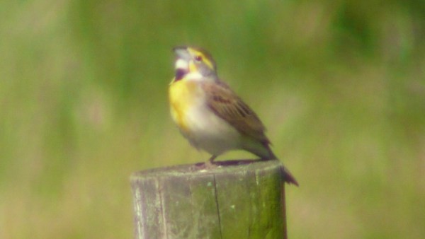 Dickcissel - ML21128531