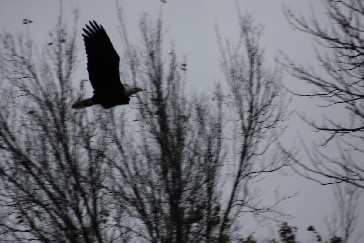 Bald Eagle - ML21128621