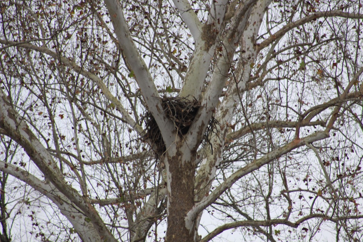 Bald Eagle - ML21128661