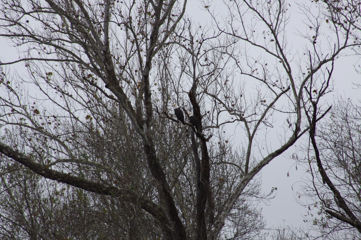 Bald Eagle - ML21128671
