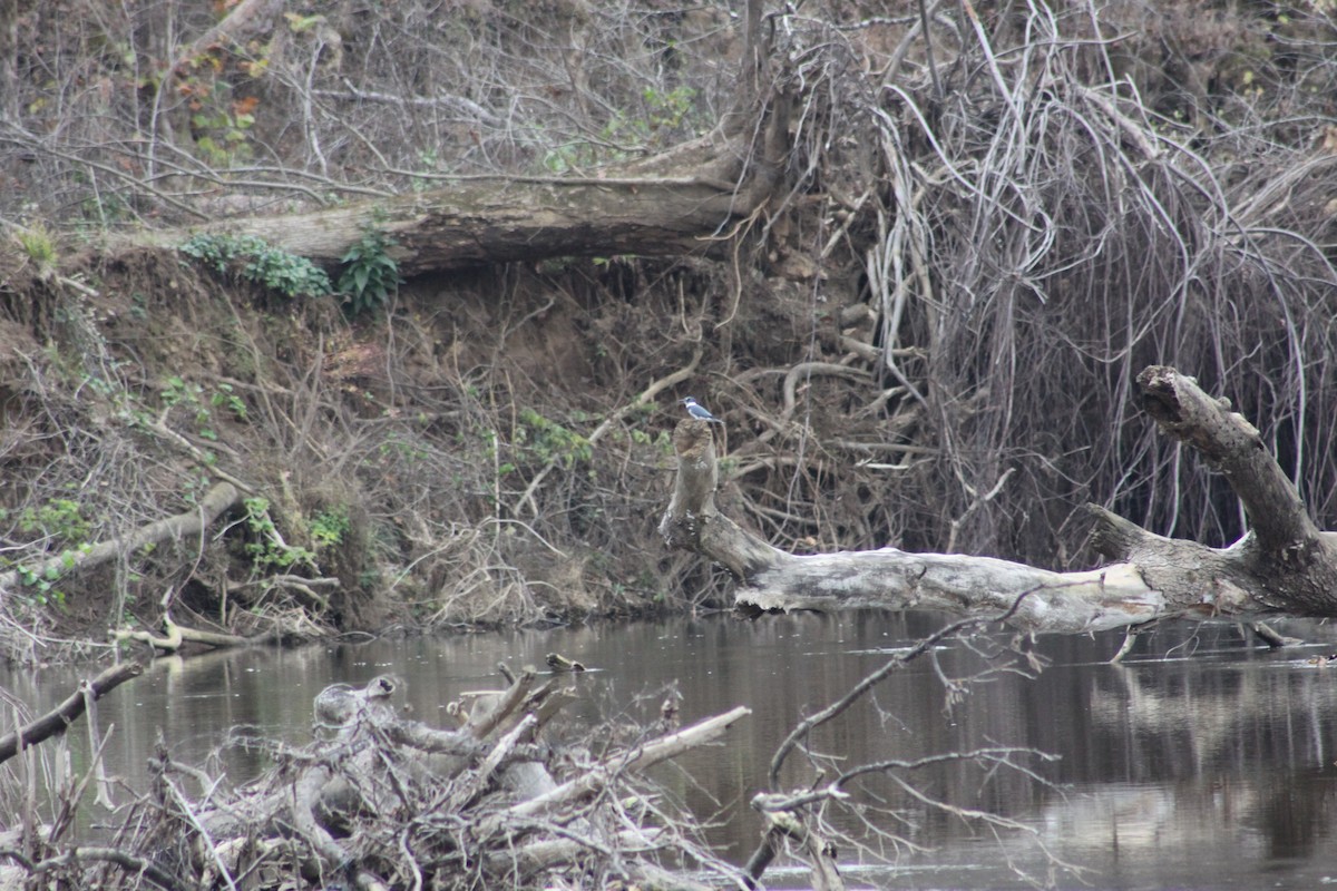 Belted Kingfisher - ML21128681