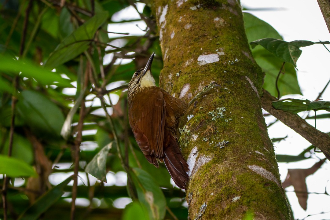 White-throated Woodcreeper - ML211286901