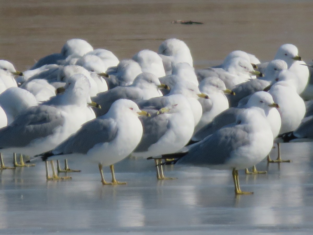 Ring-billed Gull - ML211287001