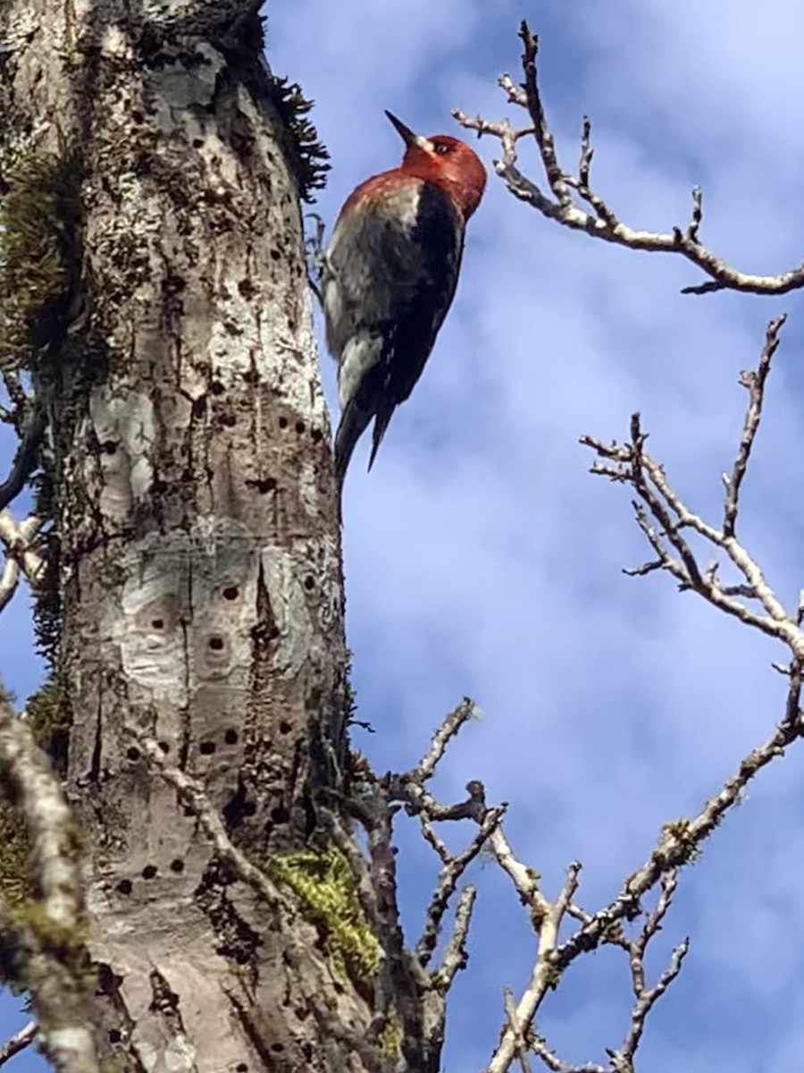 ムネアカシルスイキツツキ - ML211287291