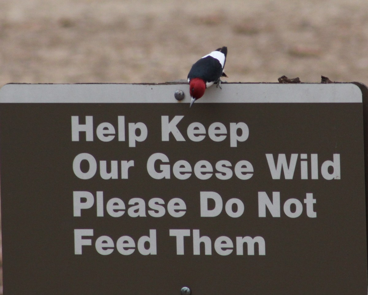 Red-headed Woodpecker - ML21128781