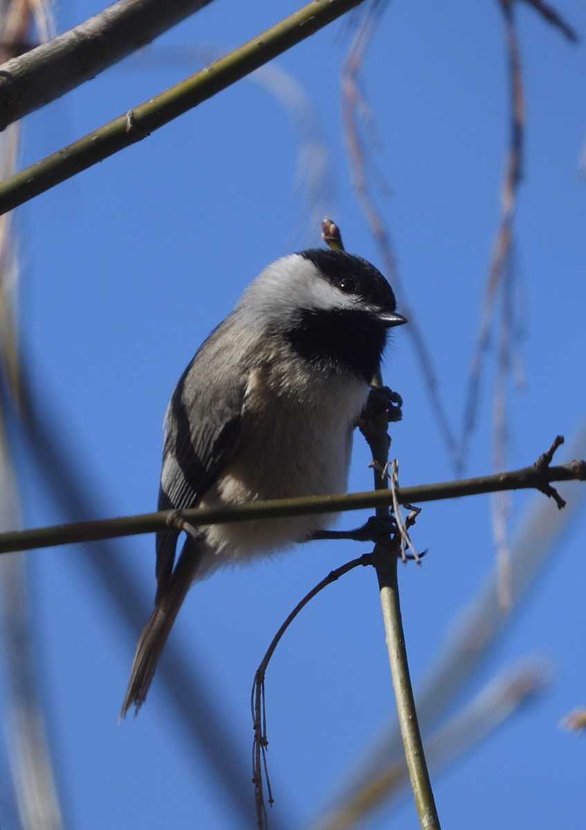 chickadee sp. - Guy Babineau