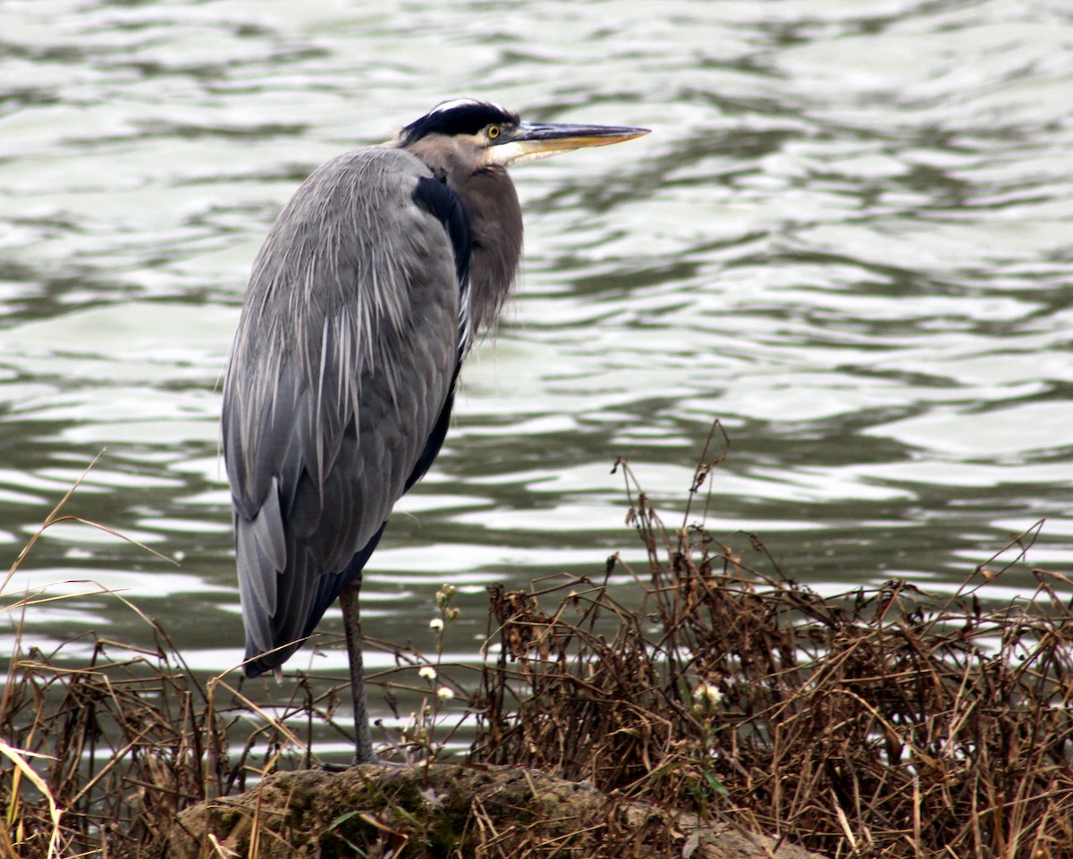 Great Blue Heron - Rob Francis