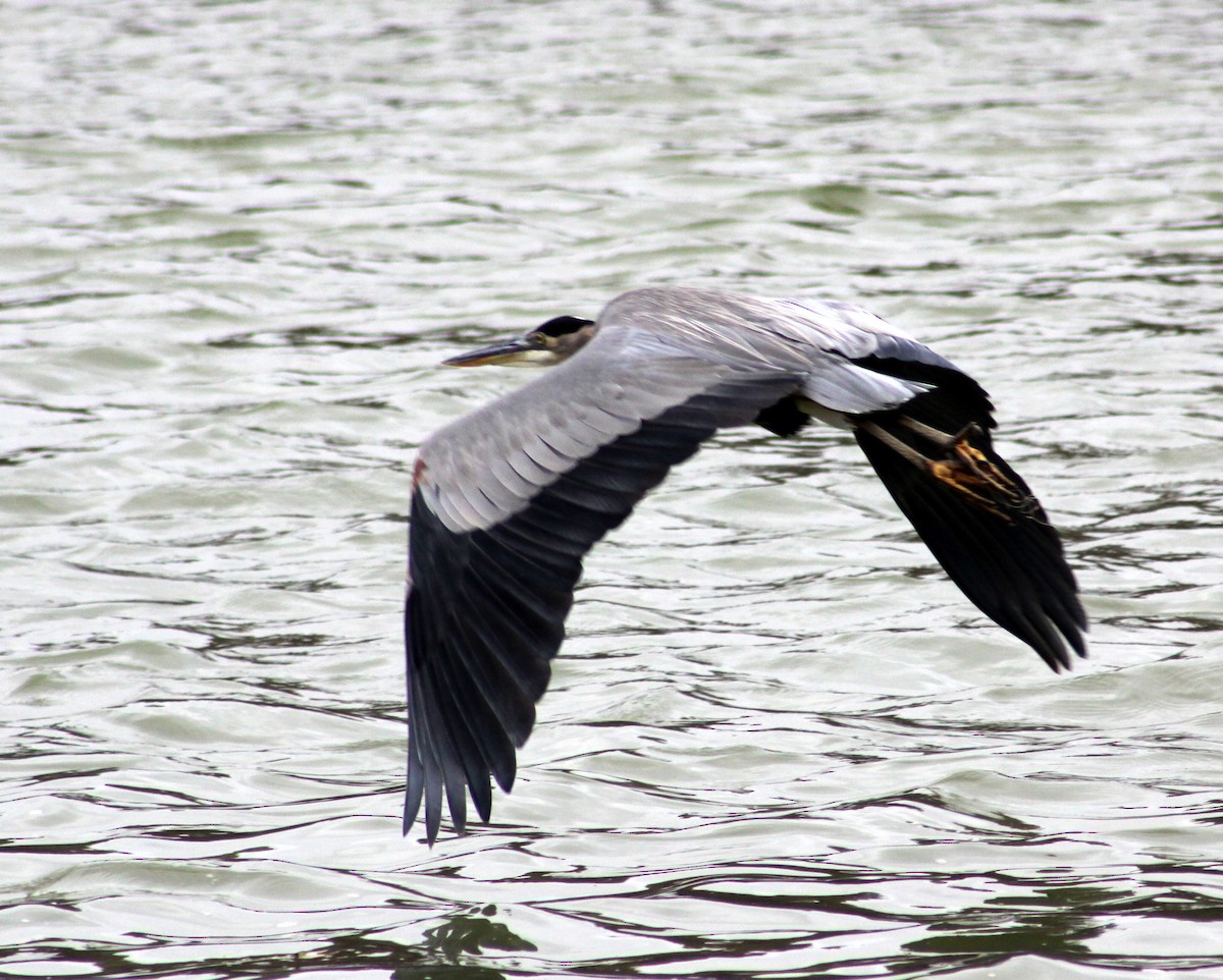 Great Blue Heron - Rob Francis