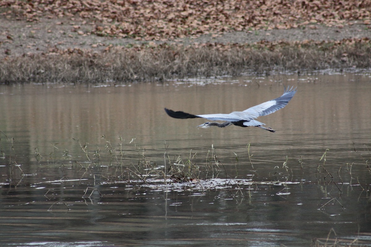 Great Blue Heron - Rob Francis