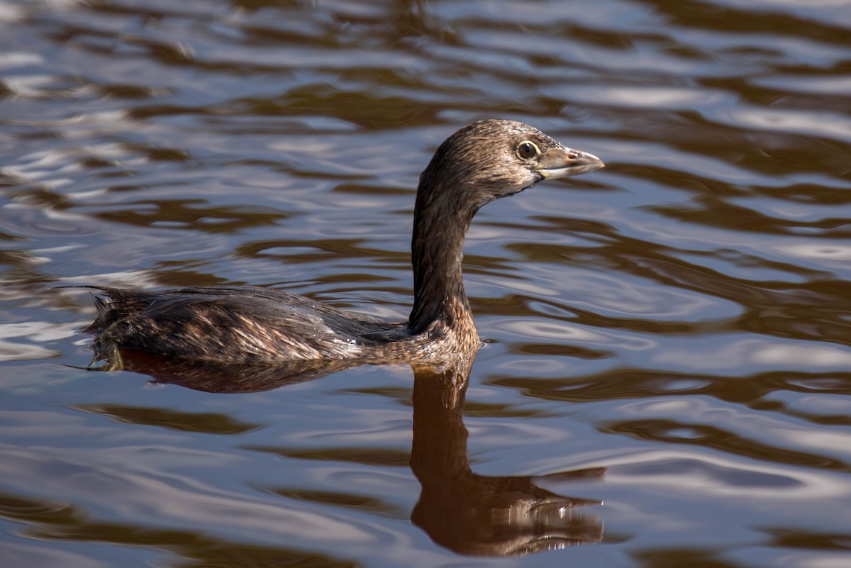 Pied-billed Grebe - ML211289531