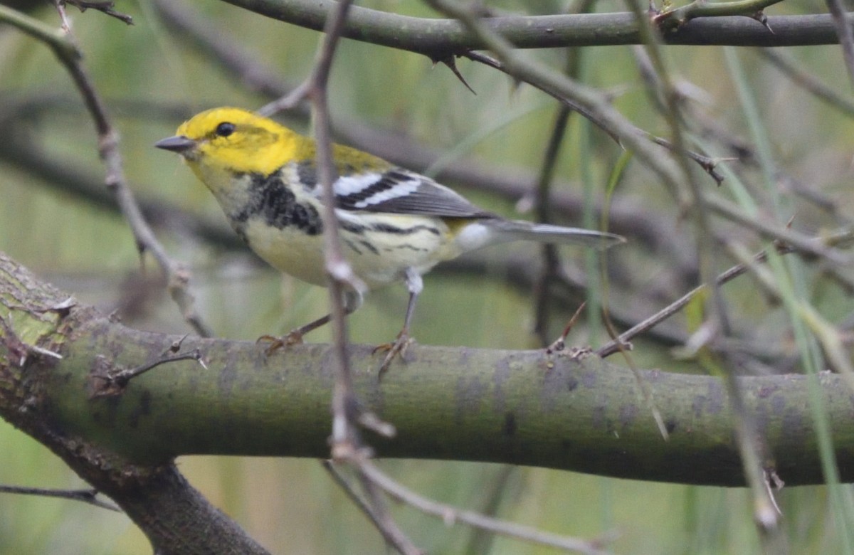 Black-throated Green Warbler - ML211289781