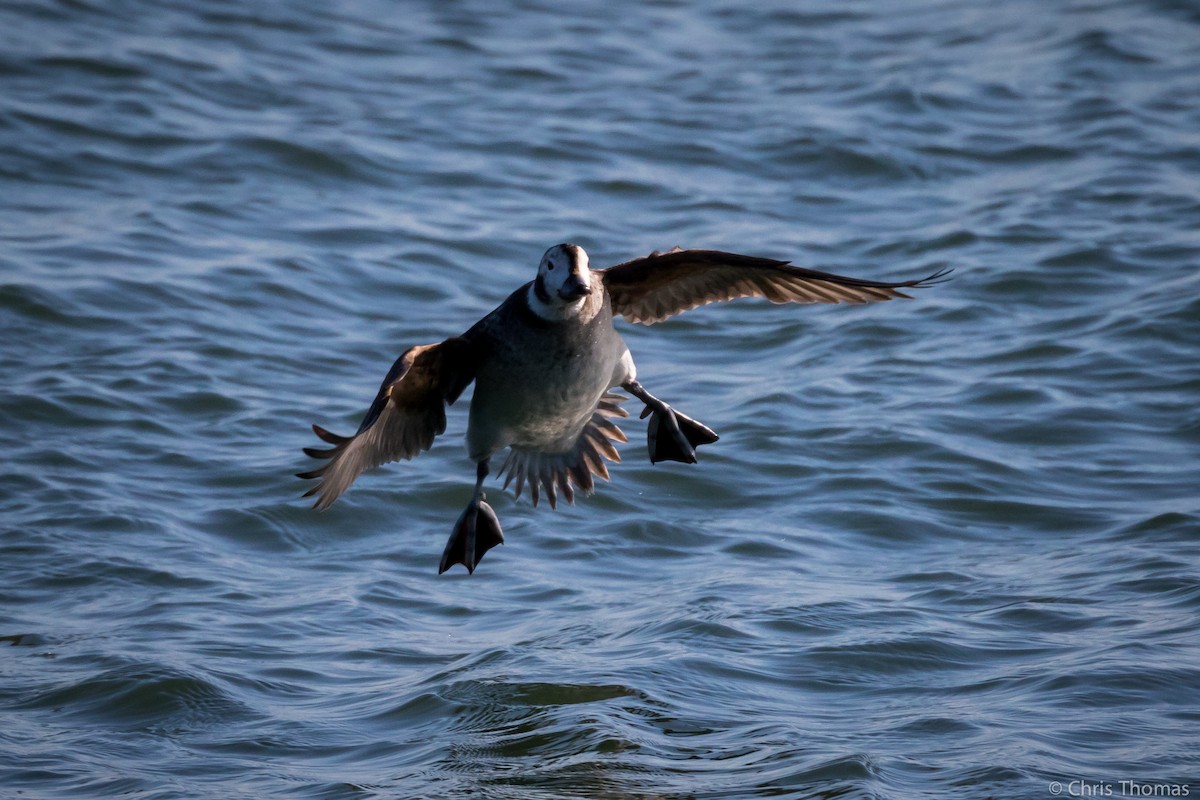 Long-tailed Duck - ML211289981