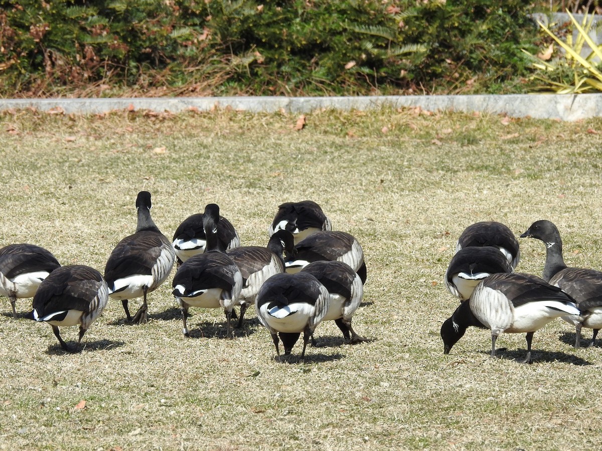 Brant - ML211290671