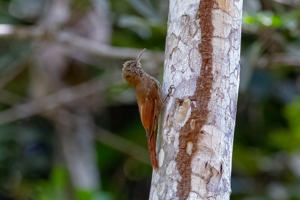 Dusky-capped Woodcreeper (Rondonia) - ML211291131