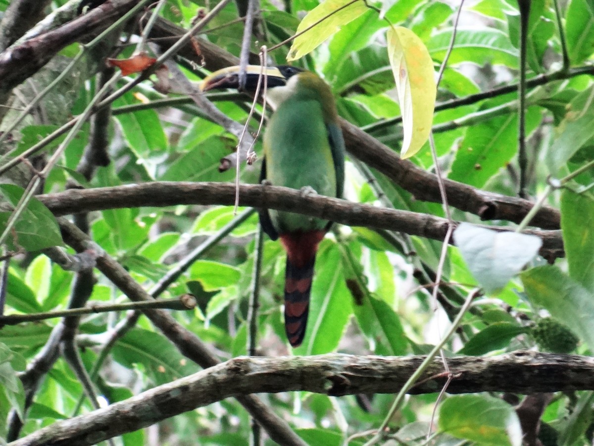 Northern Emerald-Toucanet - ML211291851