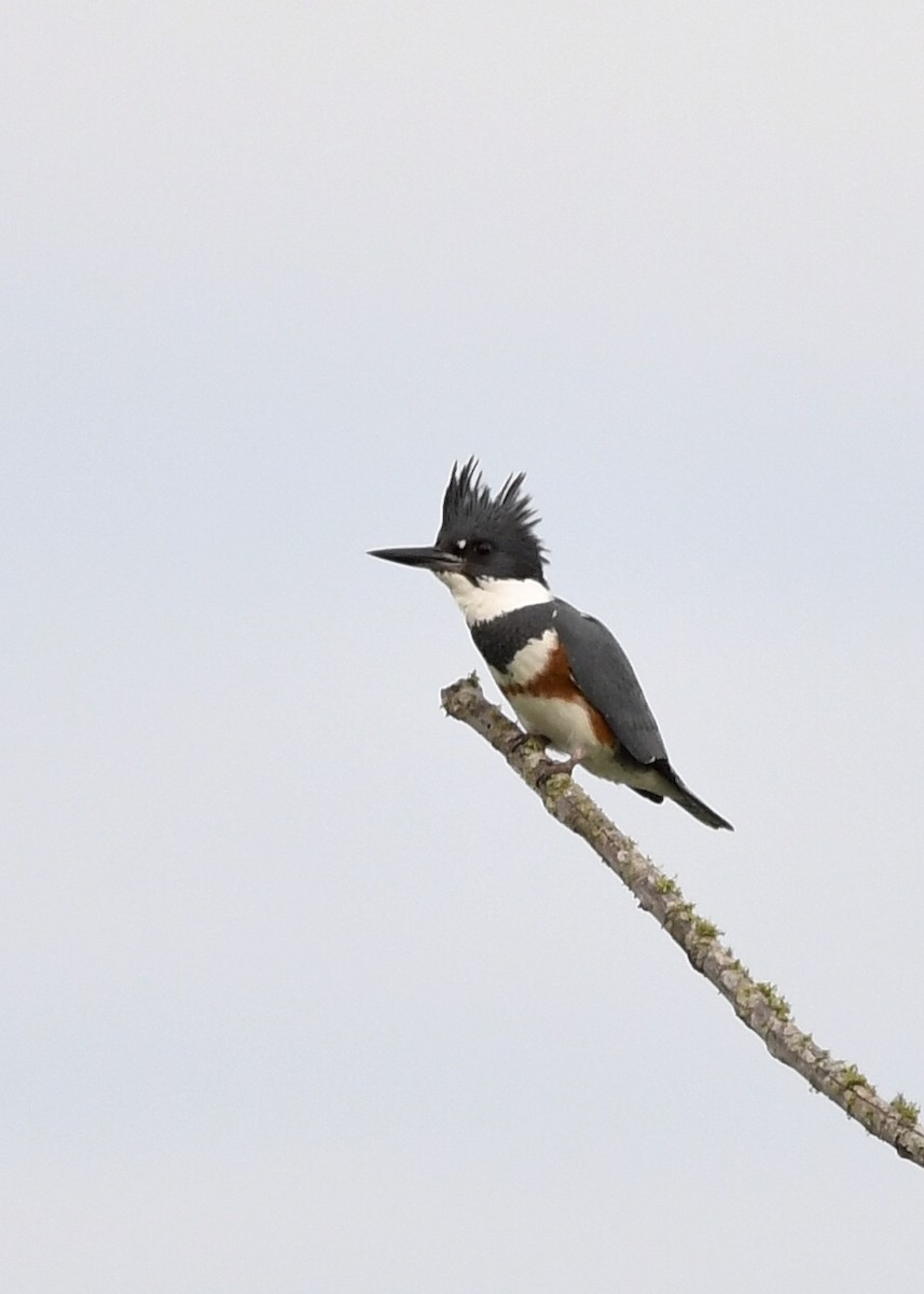 Belted Kingfisher - ML211291971