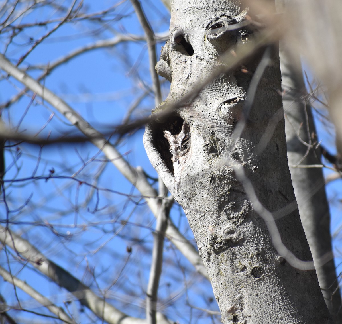 Eastern Screech-Owl - ML211292121