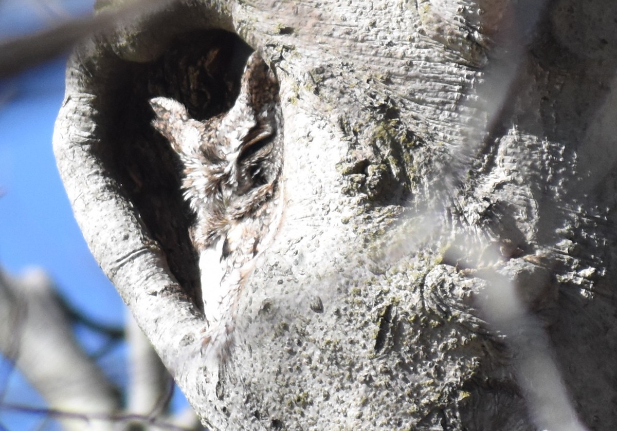 Eastern Screech-Owl - ML211292161