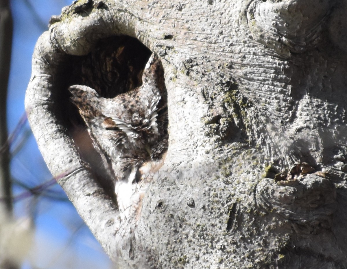 Eastern Screech-Owl - ML211292231