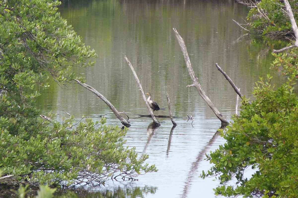 Anhinga - Melody Walsh