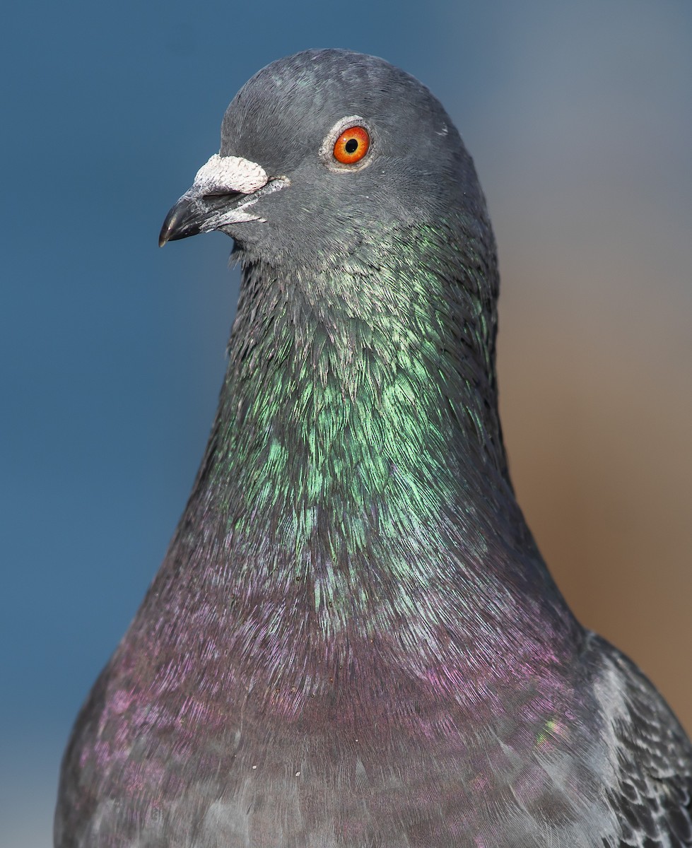 Rock Pigeon (Feral Pigeon) - Anonymous