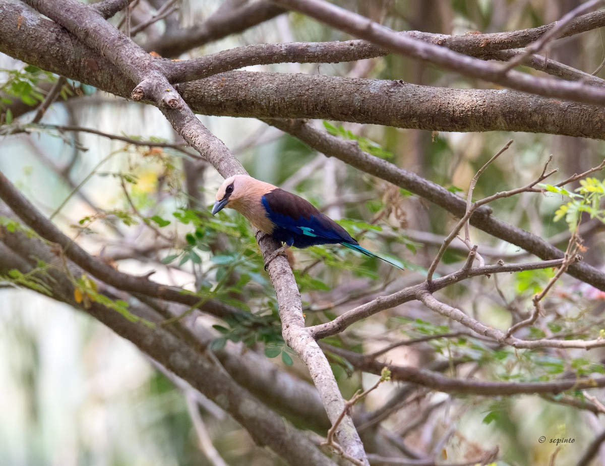 Blue-bellied Roller - Shailesh Pinto