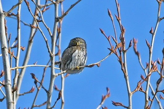 Northern Pygmy-Owl - ML211298681
