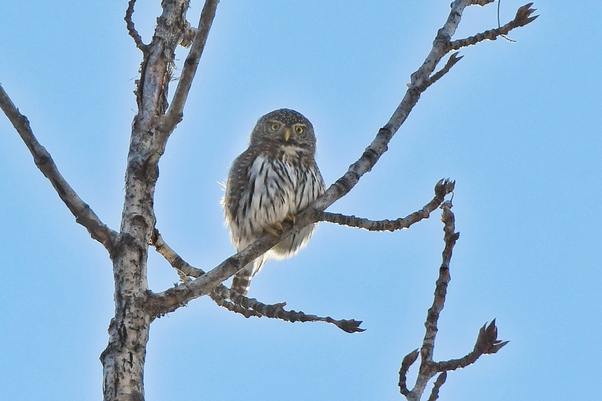 Northern Pygmy-Owl - ML211298821
