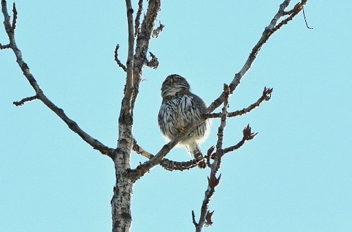 Northern Pygmy-Owl - ML211298951