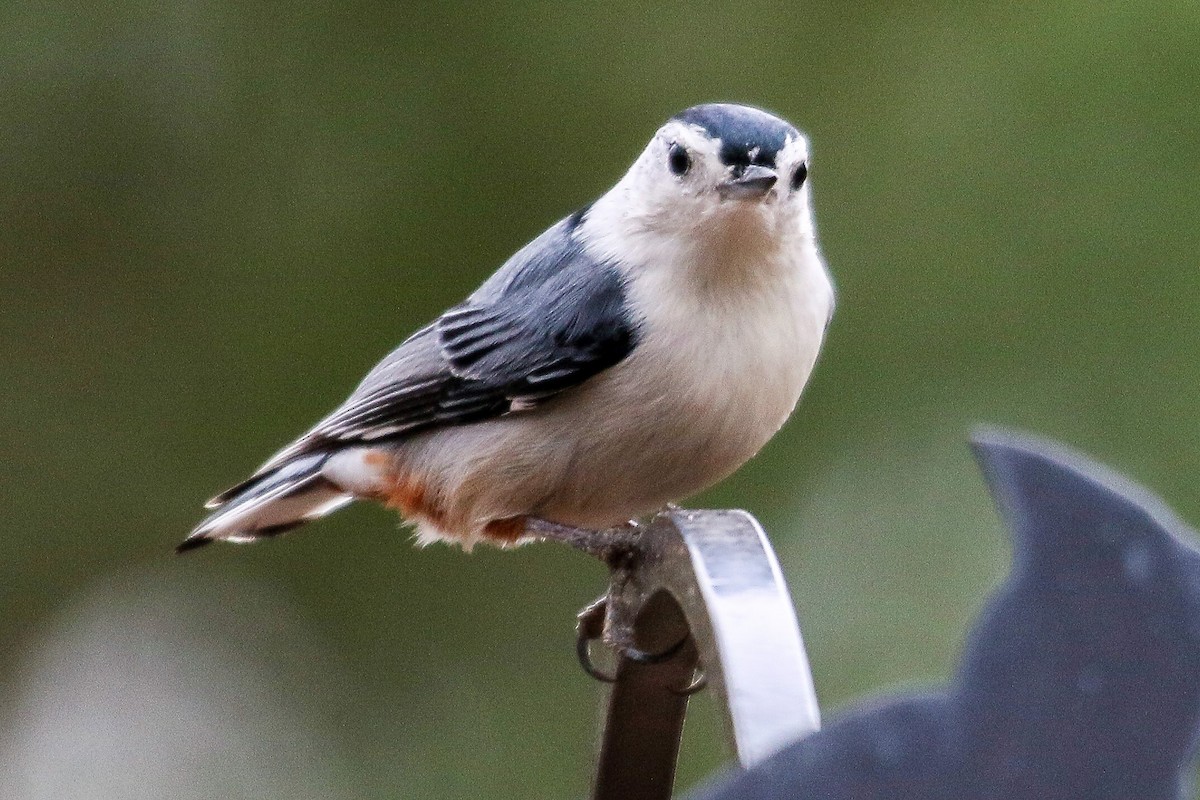 White-breasted Nuthatch - ML211299061