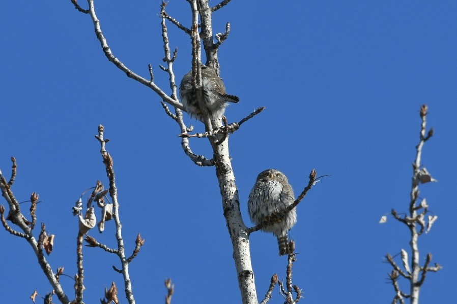 Northern Pygmy-Owl - ML211299081