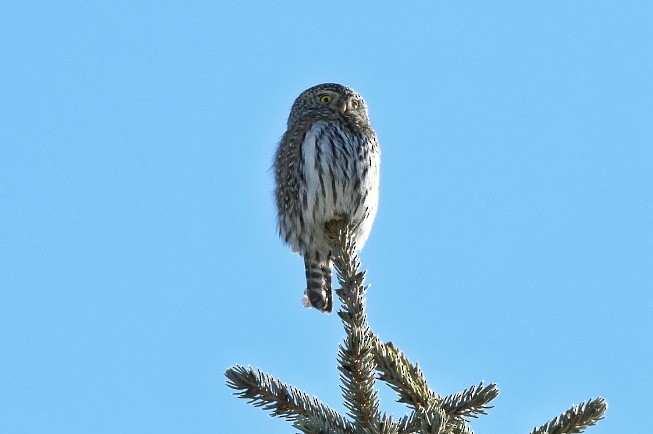 Northern Pygmy-Owl - ML211299191
