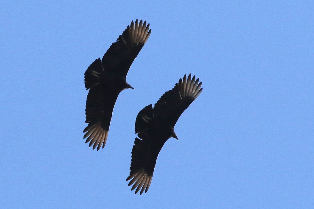 Black Vulture - Jeffrey Offermann