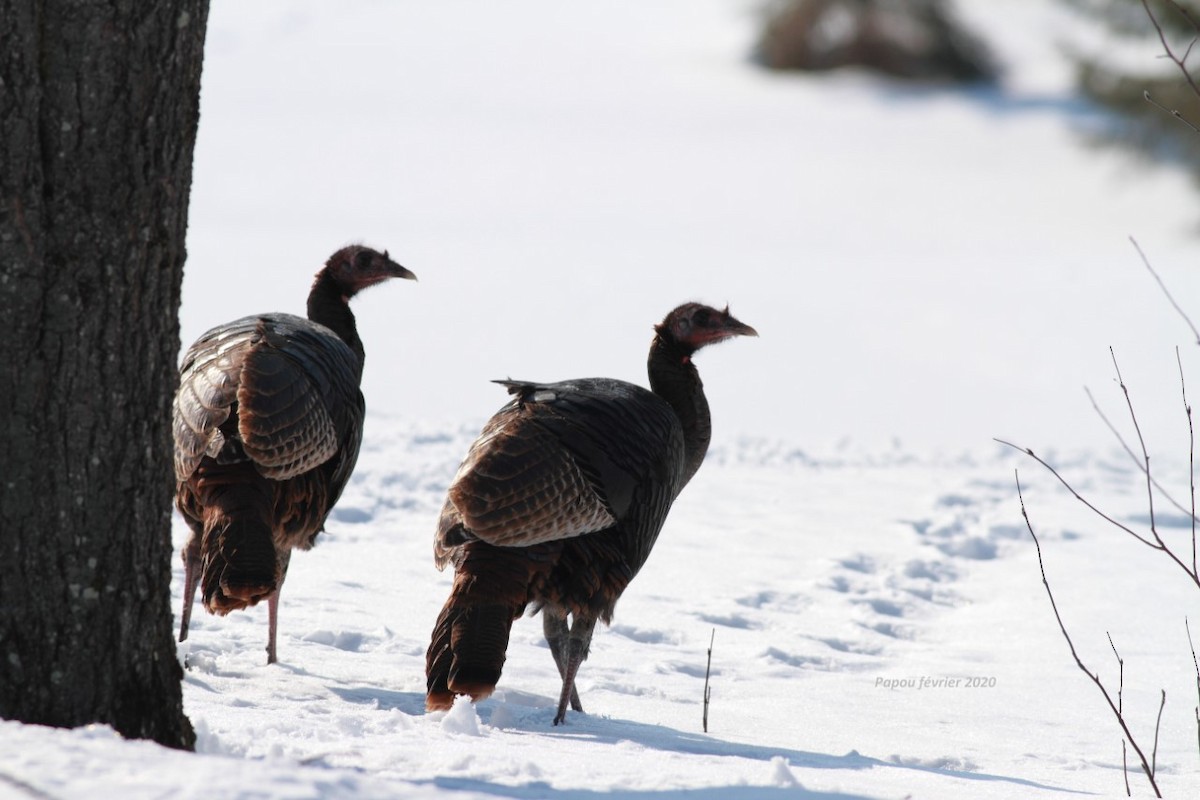 Wild Turkey - ML211300791