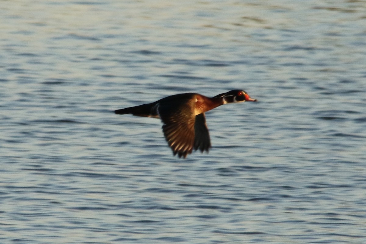 Wood Duck - ML21130121