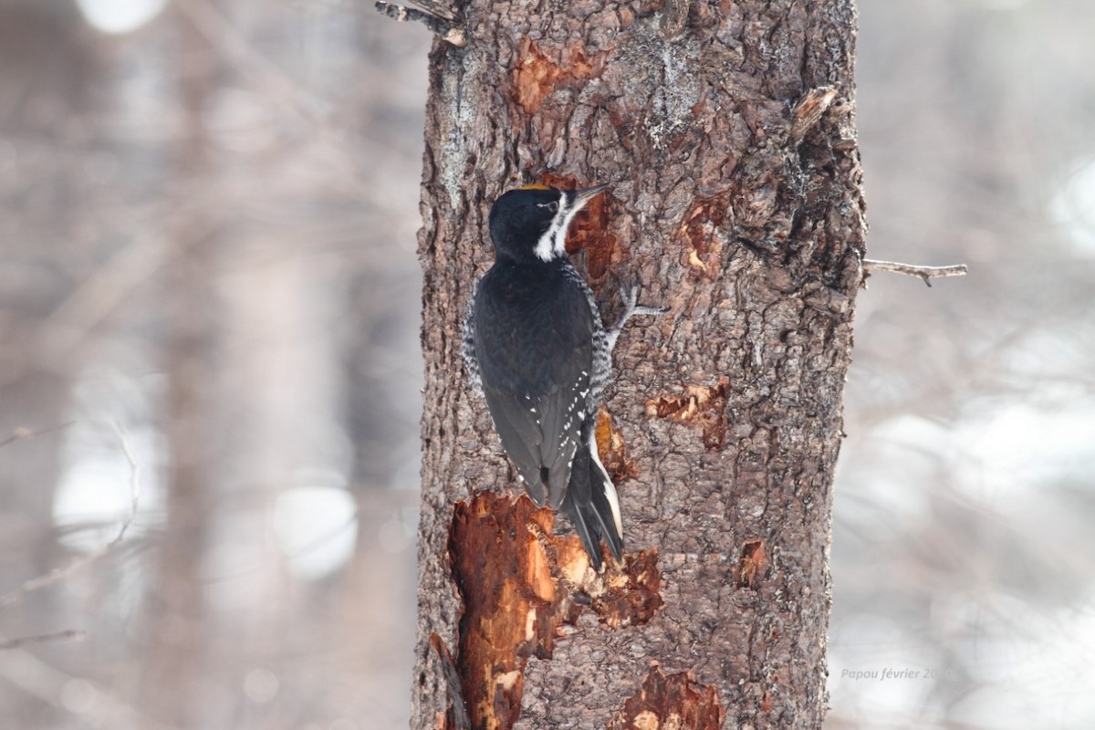 Black-backed Woodpecker - Michel  Bourassa