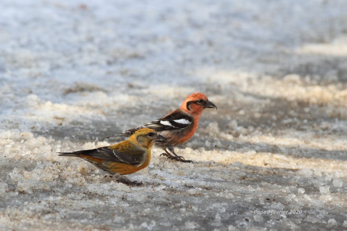 Red Crossbill - ML211302451