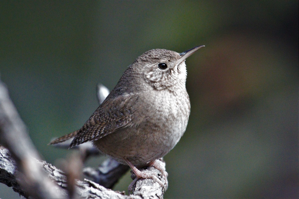 House Wren - ML211303191