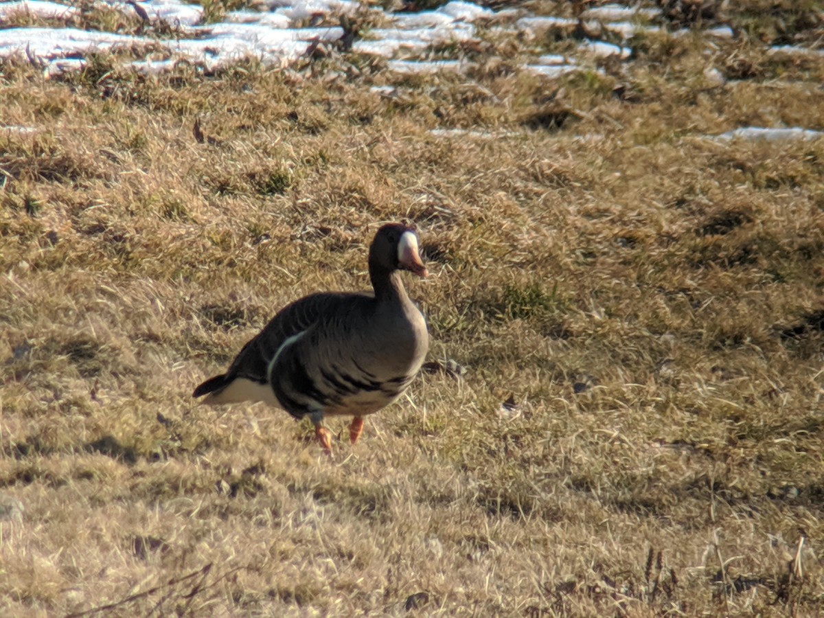 Greater White-fronted Goose - ML211304511