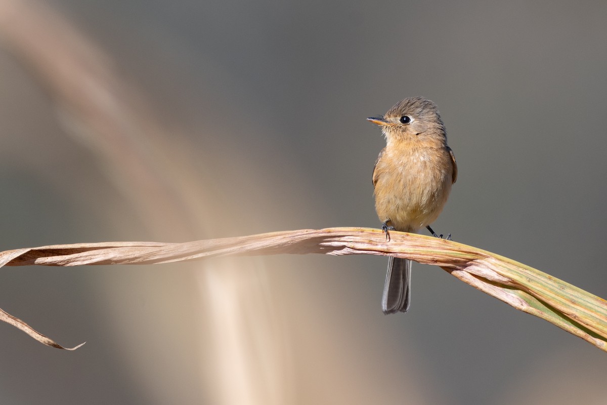 Buff-breasted Flycatcher - Ana Paula Oxom