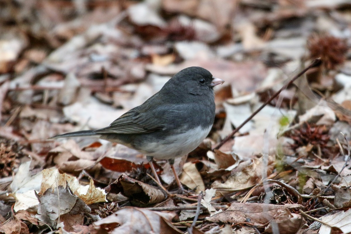 Dark-eyed Junco (Slate-colored) - ML211307331