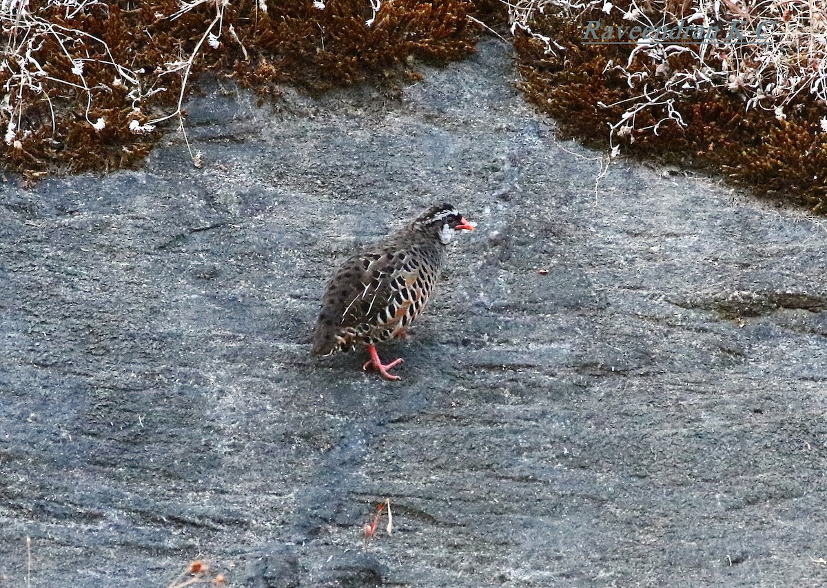 Painted Bush-Quail - ML211307471