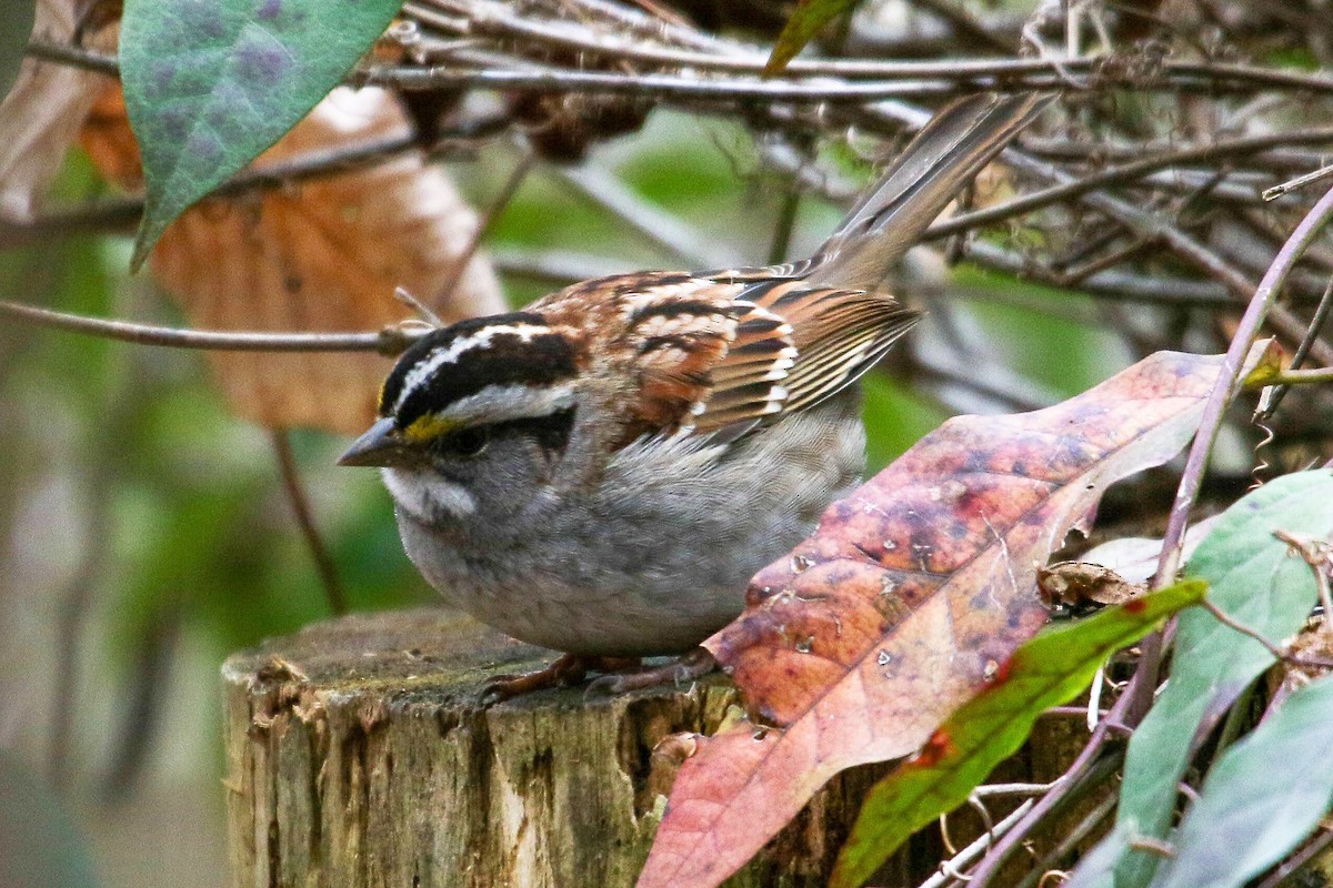 White-throated Sparrow - ML211308511