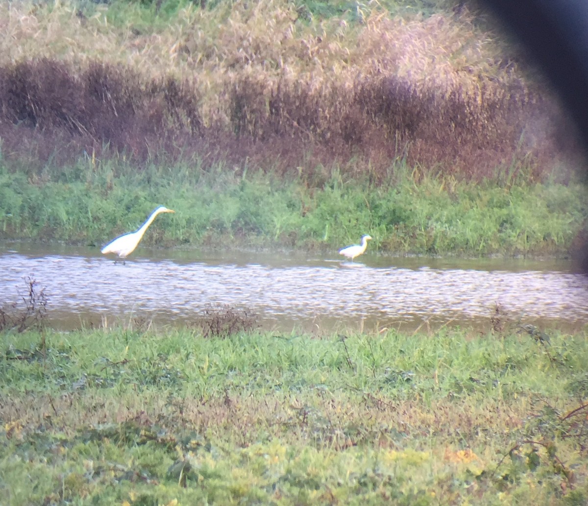 Snowy Egret - ML21130881