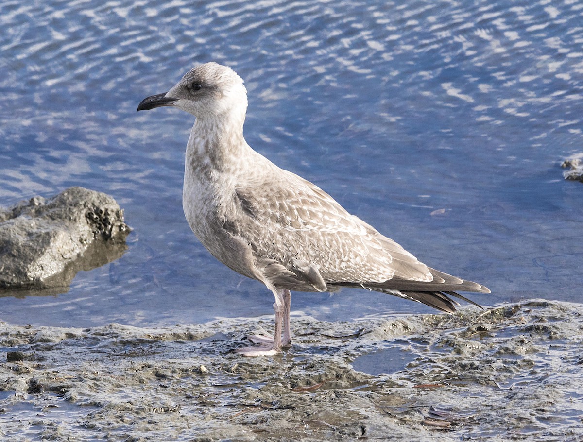 Gaviota Groenlandesa (thayeri) - ML21130981